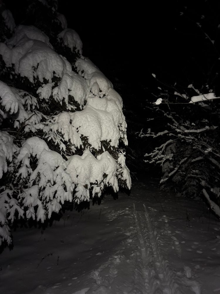 Fir tree drooping with snow at night 