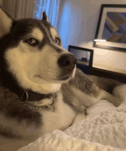 a husky dog is laying down on a bed