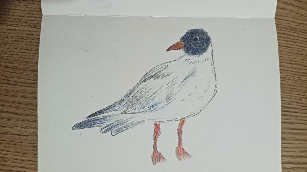 A white bird with black head and black tipped tail and wing feathers. It has a red beak and legs. 