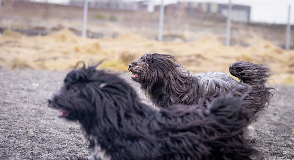 Háski hleypur með Míu, Tibetan Terrier hvolp 