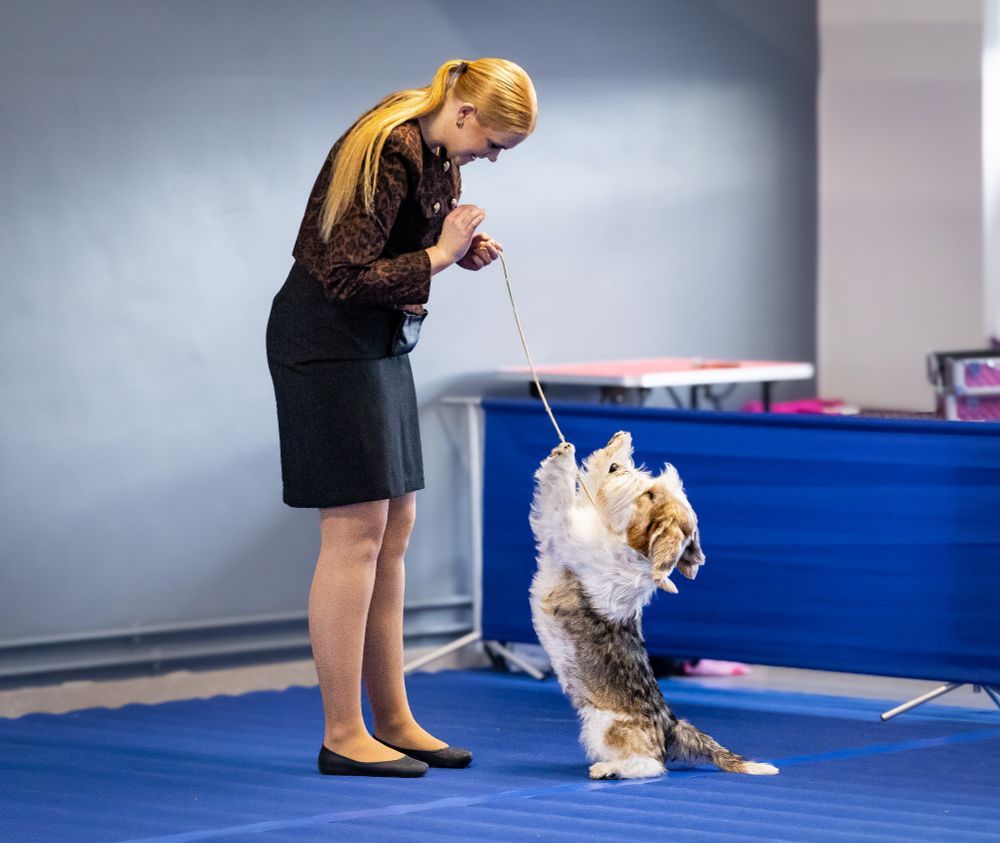 Mynd af manneskju og hund. Manneskjan stendur og horfir niður á hundinn sem situr með framloppurnar upp í loftið, svaka gaman 