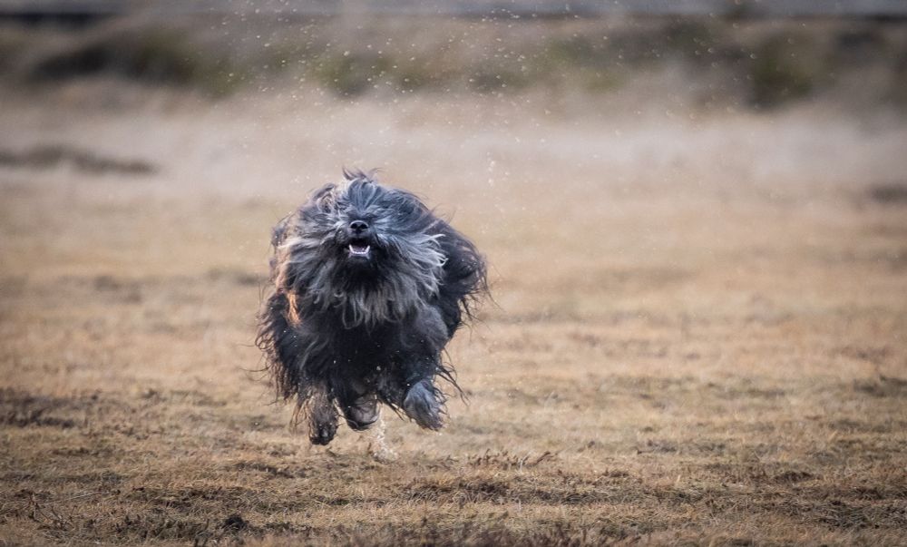 Háski hleypur á blautu grasi. Hann er bara eins og einhver hárkúla, eina sem bendir til þess að þetta sé hundur eru skjannahvítu tennurnar 