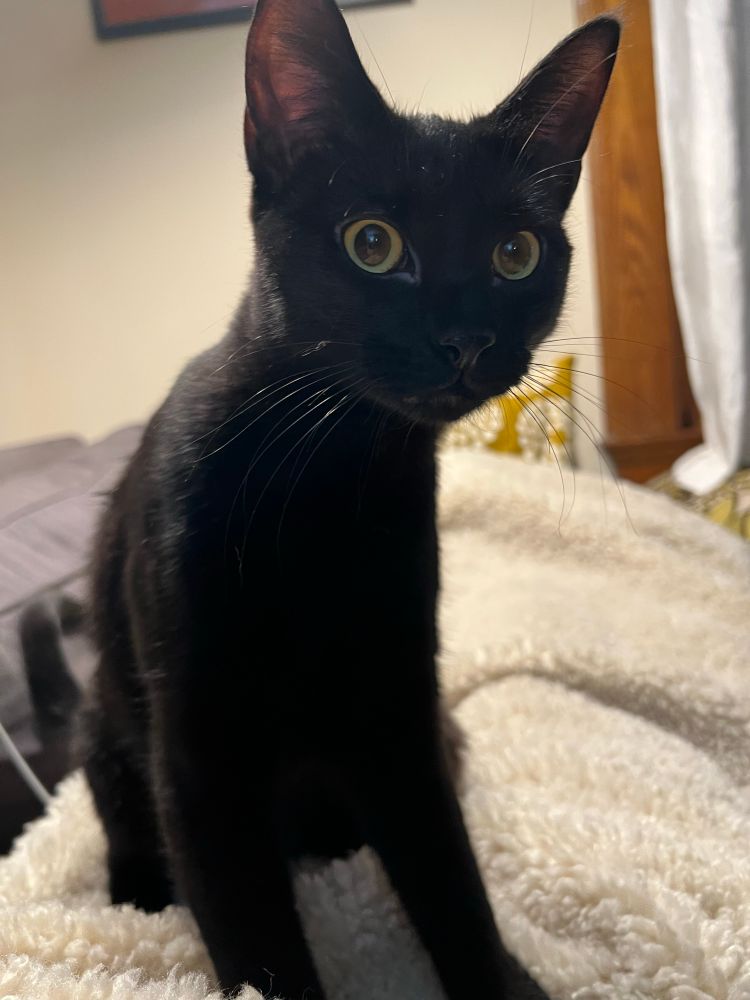 Black cat