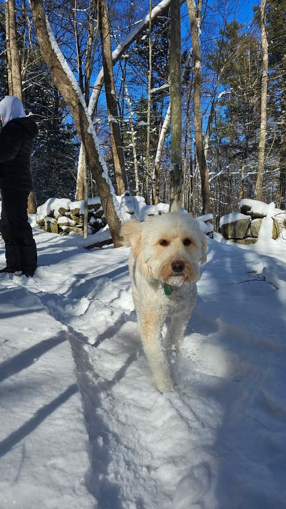 Picture of dog and Snow