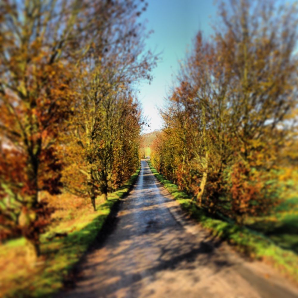 Une allée de campagne s’étire au centre de l’image, bordée de part et d’autre par des arbres aux feuillages dorés et cuivrés, typiques de l’automne. 
Le chemin, étroit et légèrement sinueux, semble s’enfoncer à l’infini vers un horizon baigné de lumière. Les rayons du soleil illuminent les troncs et font briller les couleurs chaudes des feuilles, tandis que le ciel, d’un bleu clair, évoque une journée paisible et fraîche. 
L’atmosphère est calme, une invitation à la promenade et à la contemplation de la nature en transition...