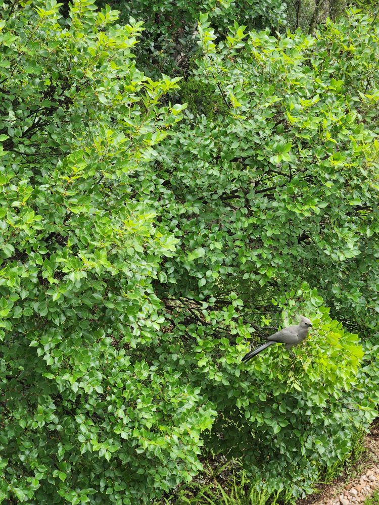 A loerie bird outside my window. 