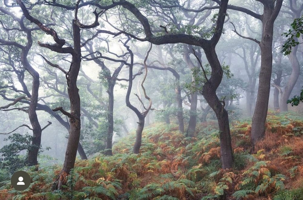 A magical North Yorkshire oak woodland in an autumn coat of copper and greens.
