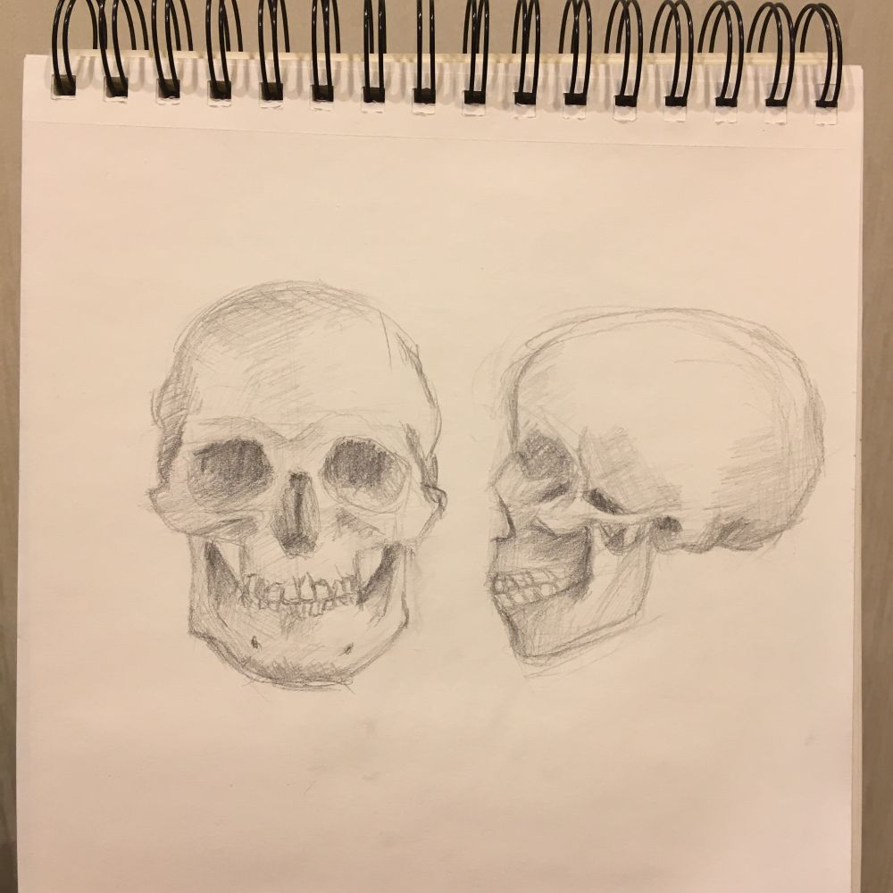 A pencil drawing of a skull