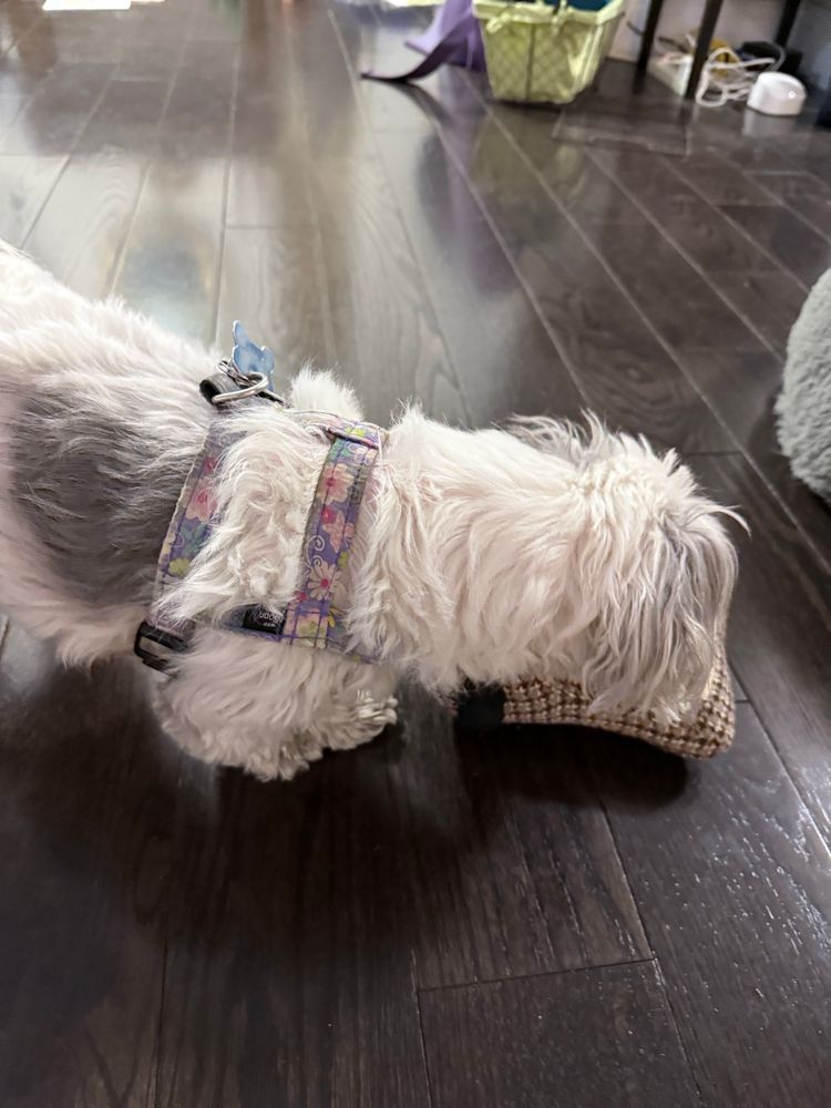 Same small white dog sniffing out the treats in the toy❤️