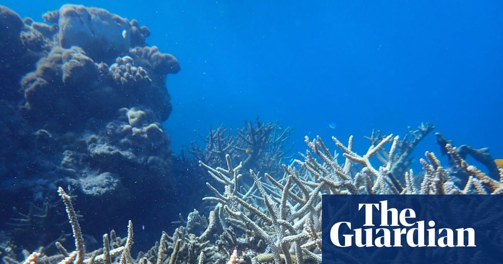Scientists shocked by bleaching event that hit reefs from the World Heritage-listed Ningaloo to the remote Ashmore Reef