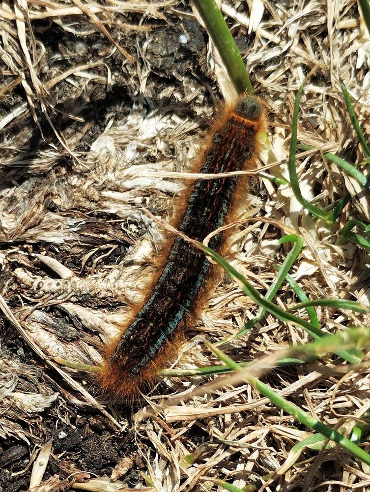 Large caterpillar on dry grassy ground. It has thick yellow fur, especially round the edges, and blue stripes along its sides, a yellow collar, and two dark spots on its head that look kinda like eyes (or nostrils!), but I suspect they're not.