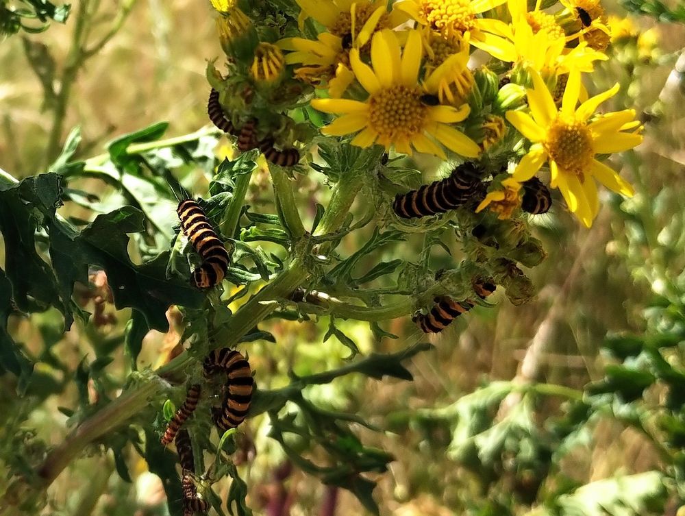 Many orange and black striped caterpillars on ragwort - a green weedy plant with bright yellow flowers.