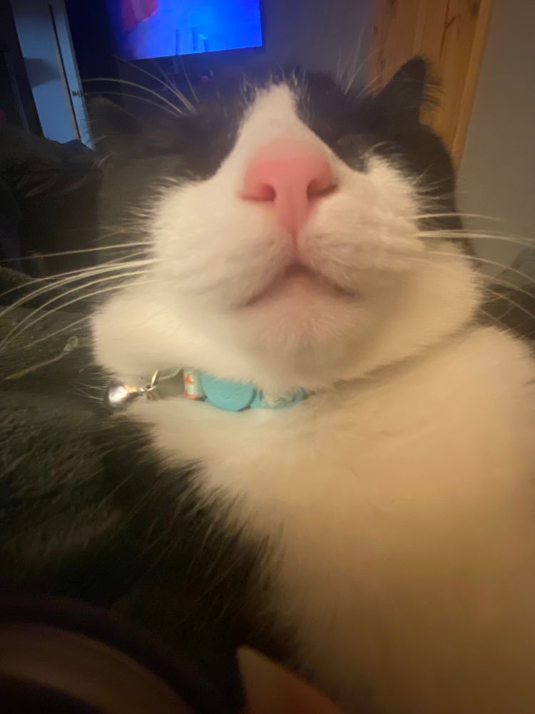 Tuxedo cat sleeping with its head up and with a silly expression on its face 