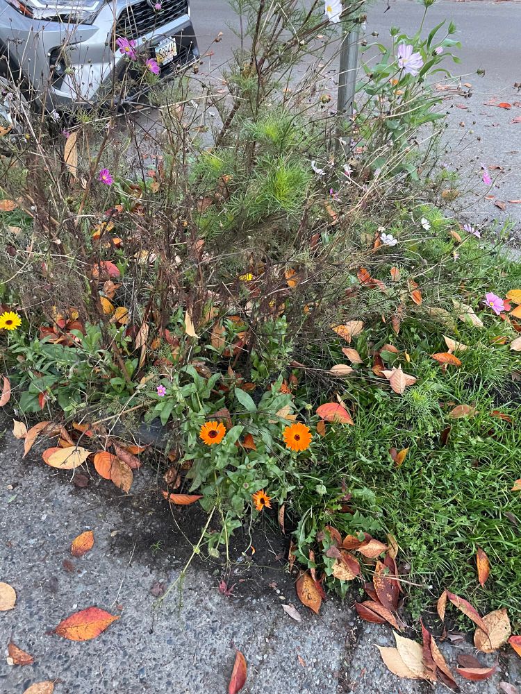 It’s wild to me that we’re this far into November and there are still flowers hanging out. Today was pretty chilly so they might not last long, but November definitely feels late in the year for this insolence 