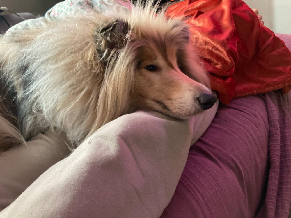 good boi being good
