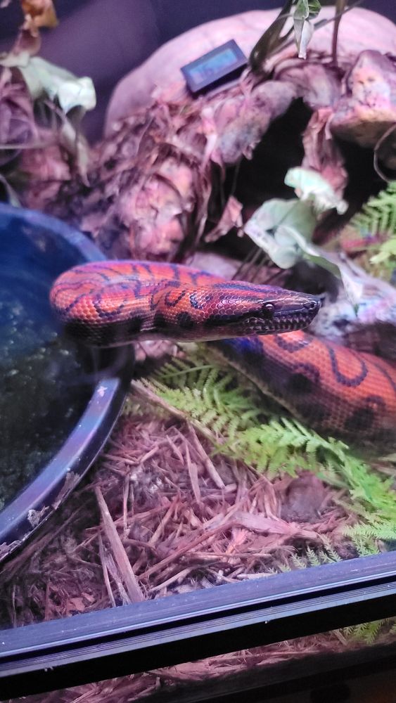 The boa has gotten her meal down and now comes over to peer at me. 