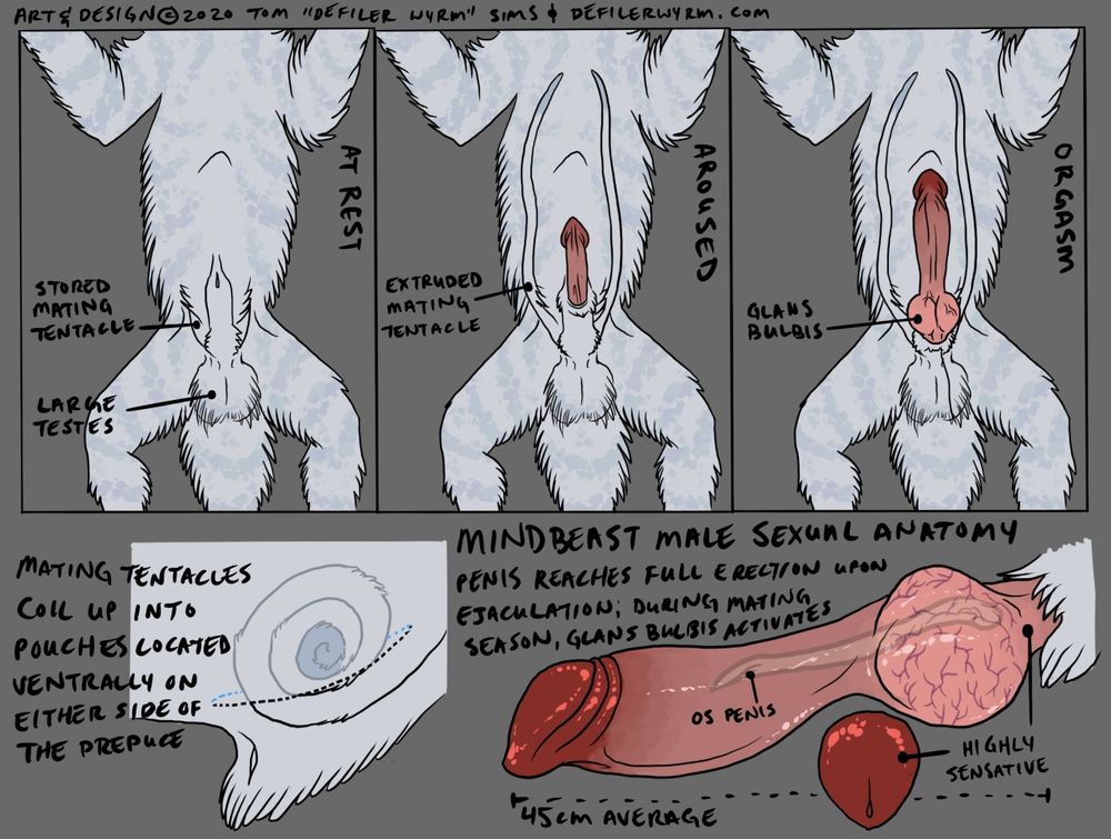 Digitally-drawn color diagrams of male mindbeast reproductive anatomy, focusing on the mating tentacles and genitals.