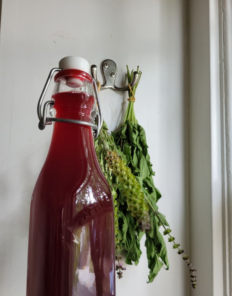 A bottle of bright red elderberry oxymel, held in front of bunches of drying tulsi and mint
