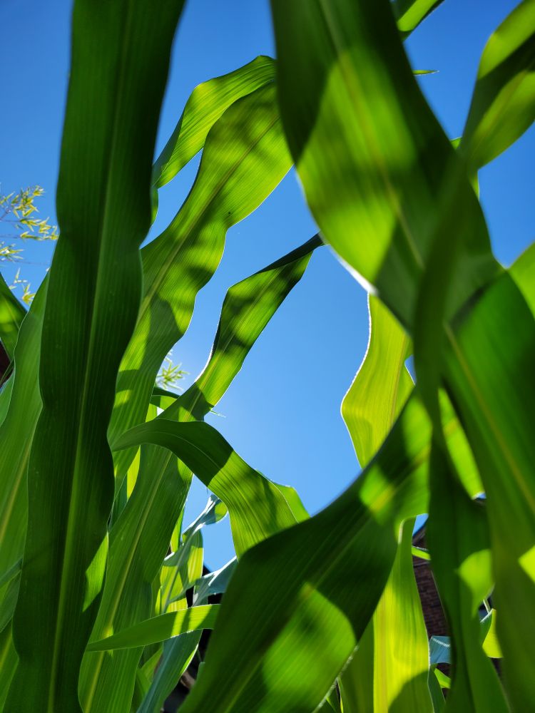 Sunlight through bright green leaves of corn against a bright blue sky. 