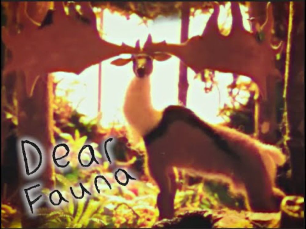 Dear Fauna