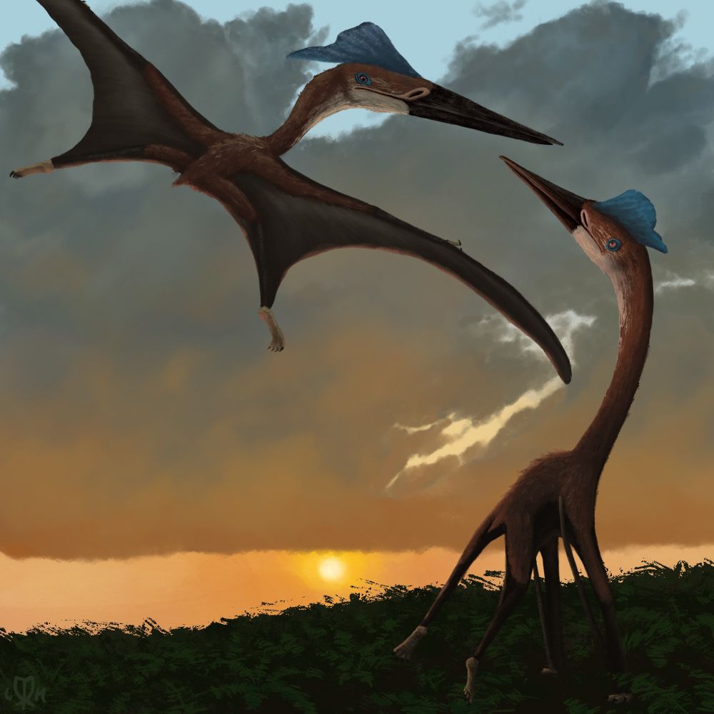 Two Infernodrakon on an open field covered by ferns during sunset, one glides low in the air, the other chases behind on the ground.