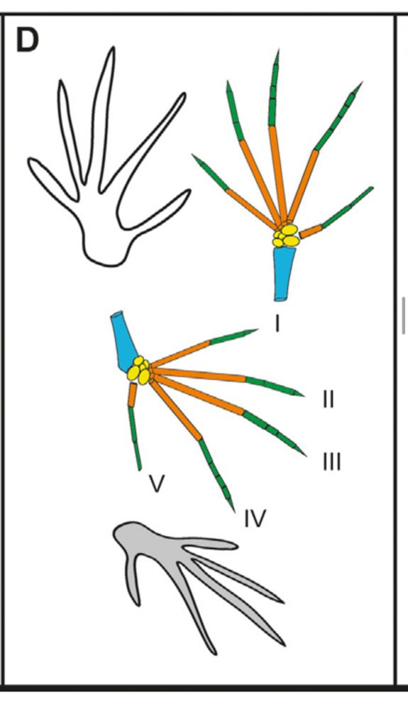 diagram comparing a non-pterodactyloid footprint and foot bones