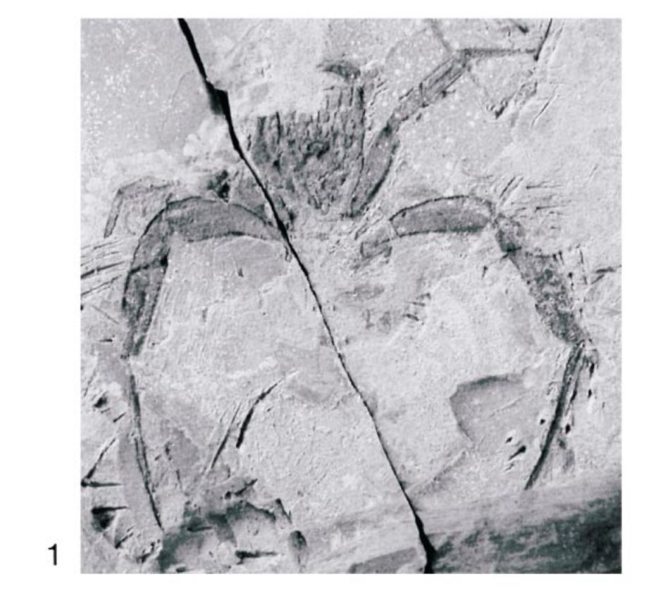 Crab fossil from Schweitzer CE, Lacovara KJ, Smith JB, Lamanna MC, Lyon MA, Attia Y. Mangrove-dwelling crabs (Decapoda: Brachyura: Necrocarcinidae) associated with dinosaurs from the Upper Cretaceous (Cenomanian) of Egypt. Journal of Paleontology. 2003;77(5):888-894. doi:10.1666/0022-3360(2003)077<0888:MCDBNA>2.0.CO;2