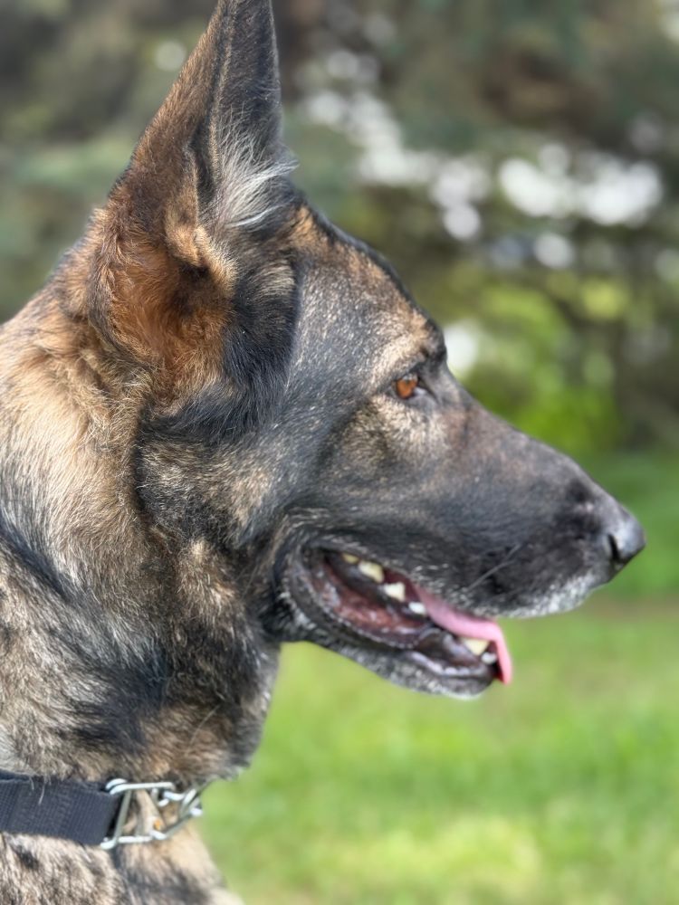 a profile shot of a german shepherd staring off camera 