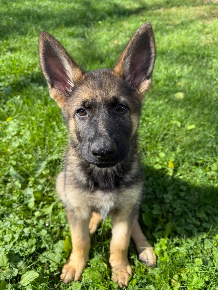 puppy sitting in grass