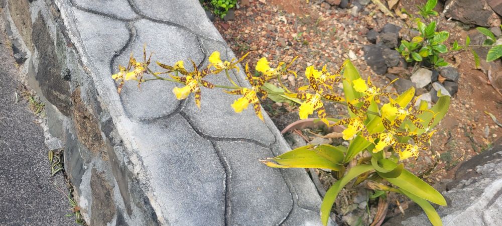 Seen in the neighborhood.Yellow, spotted orchid flowers. Possibly Popcorn Orchid, with a range through much of Mesoamerica.