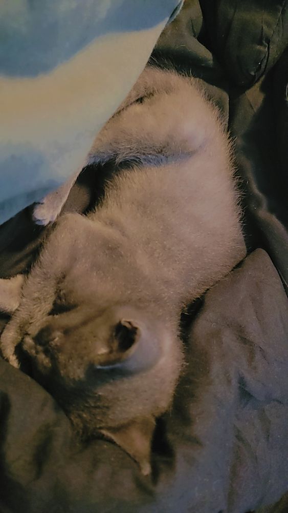 Zeus the cat taking a nap