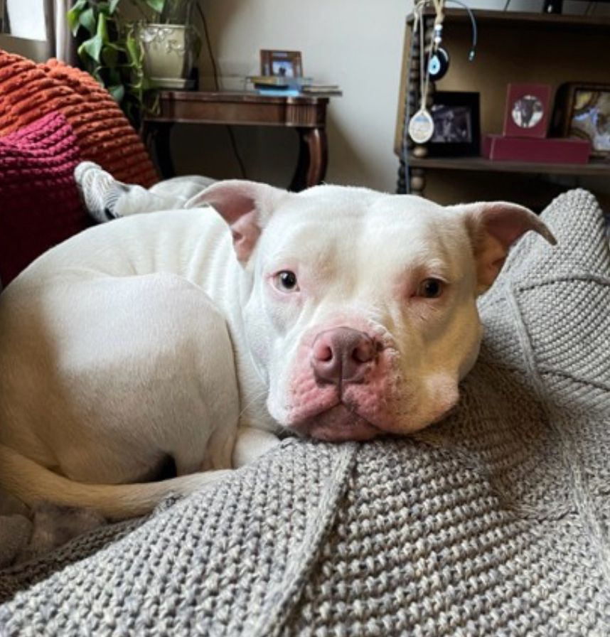 A white pitbull, with blue eyes and pink around the ears and muzzle, is curled up on a textured gray fabric and staring at the camera. Wooden furniture, reddish corduroy, and decor are visible behind her