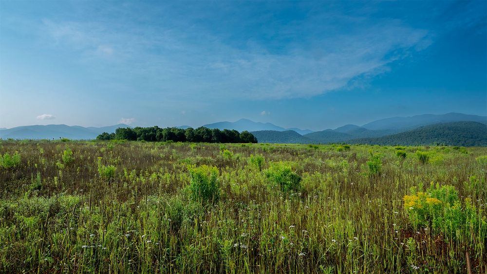Scenic view of a mountain meadow in late July with the Adirondack High Peaks in the distance.