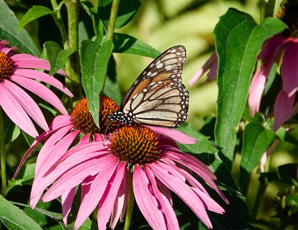 A large orange and black butterfly is nectaring on a pink flower. The underside of the wings has heavy black veins and a black border with a double row of white spots. 