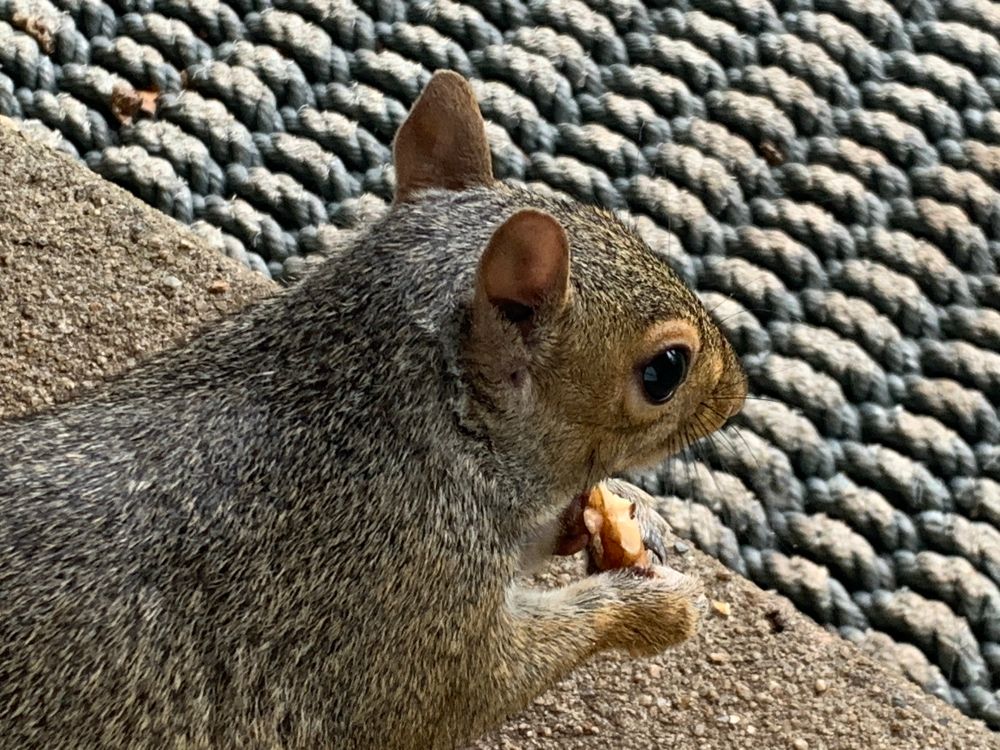 A nice close up of one of the grays enjoying a walnut and wondering “How the f@ck did Trump get elected?!?”