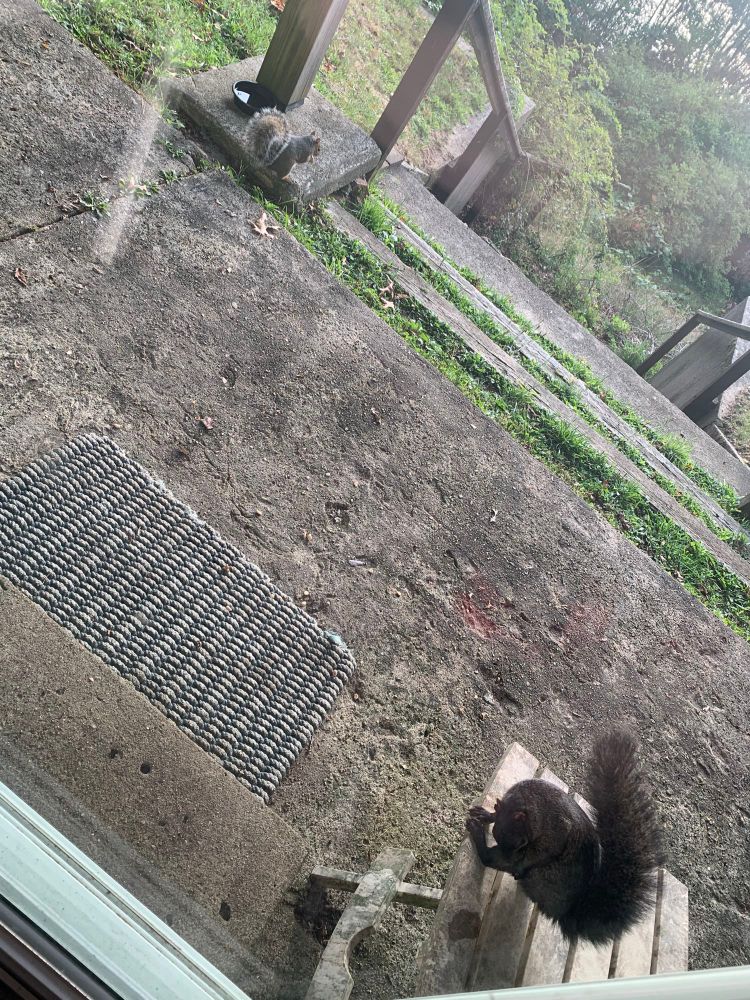 While waiting for breakfast with a young gray squirrel, Stubby decides to bite his butt, probably unaware that he was being filmed.
