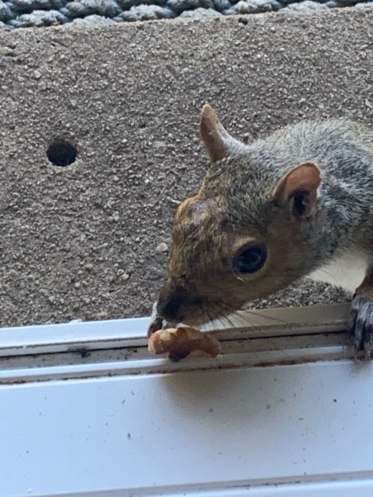 Trejo the gray squirrel stops by for a bite!