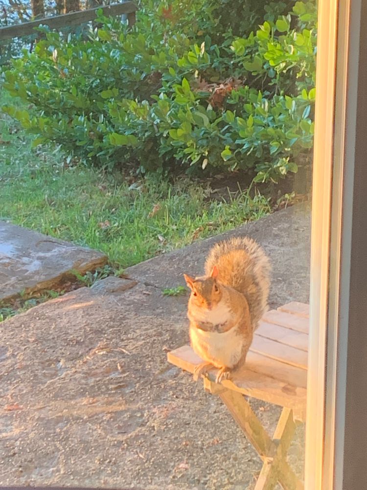 Plump gray squirrel waiting very patiently just outside the door for breakfast.