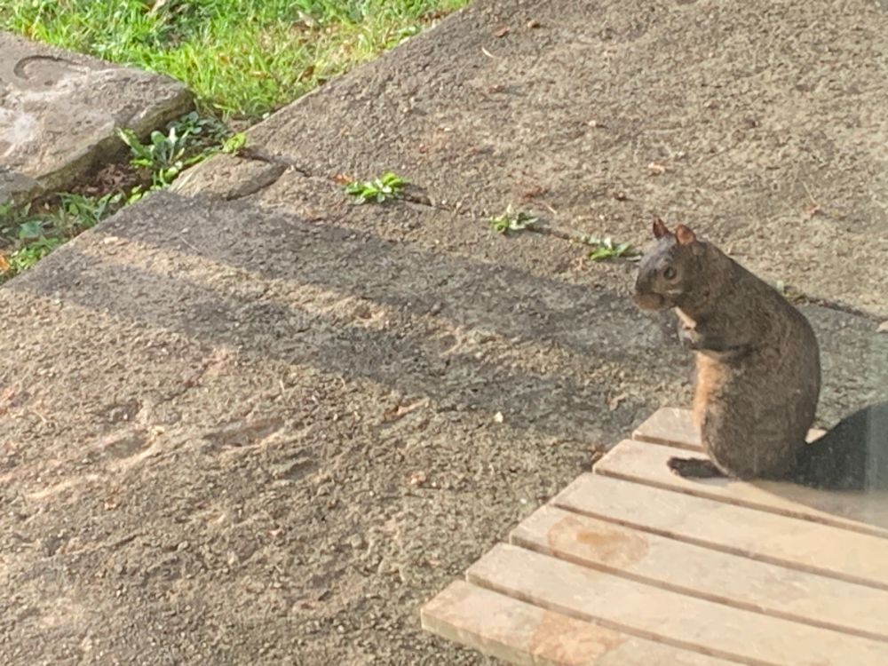 Stubby the black squirrel patiently awaiting me this morning.