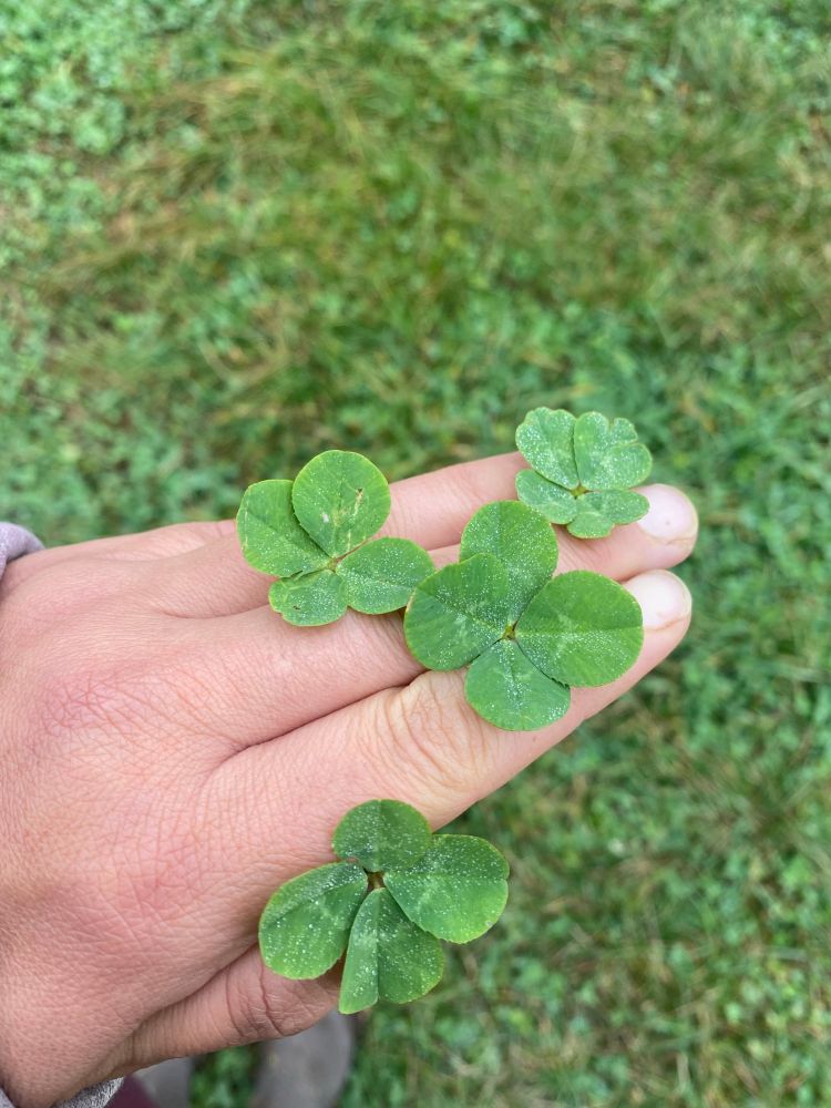 My hand holding four four leaf clovers