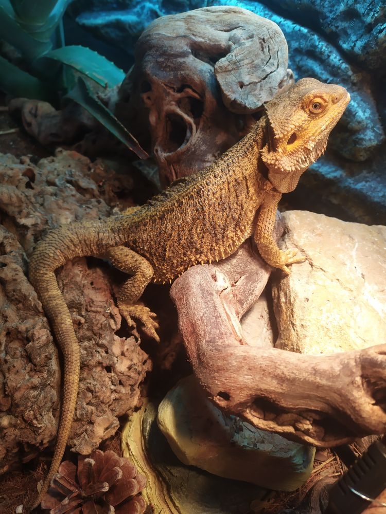 Un dragon barbu jaune perché sur son rocher en train de prendre la chaleur et la lumière 