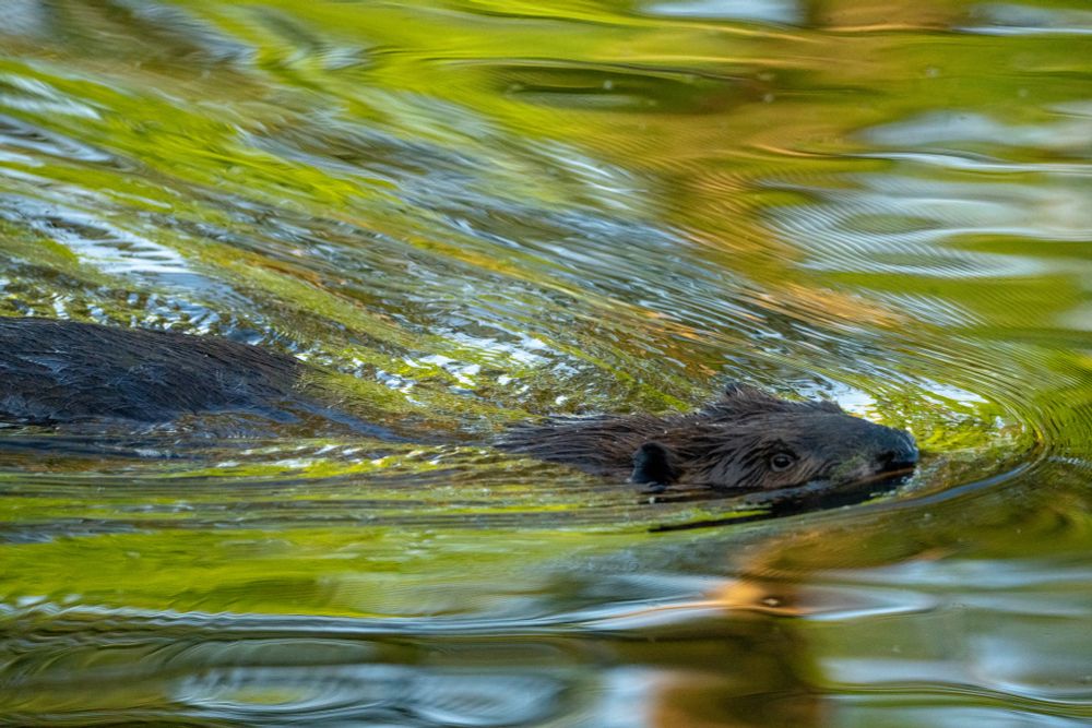 A mammal swimming in water