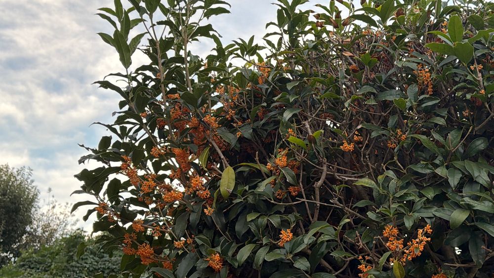 まだまだ咲き誇って香っています