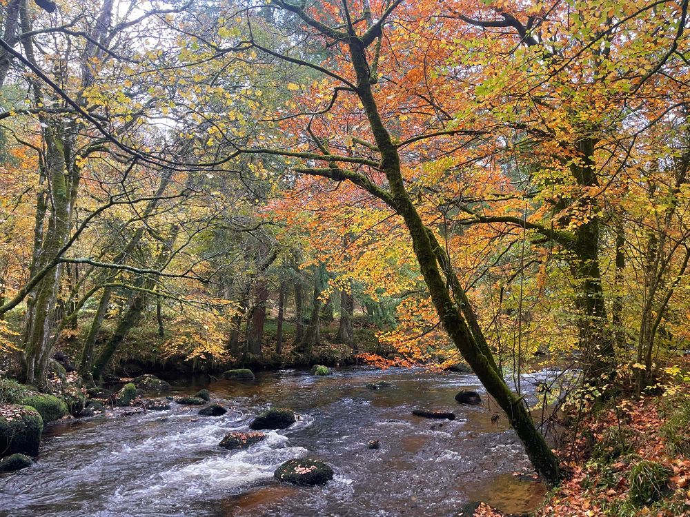 Teign Gorge, near Chagford in Dartmoor 