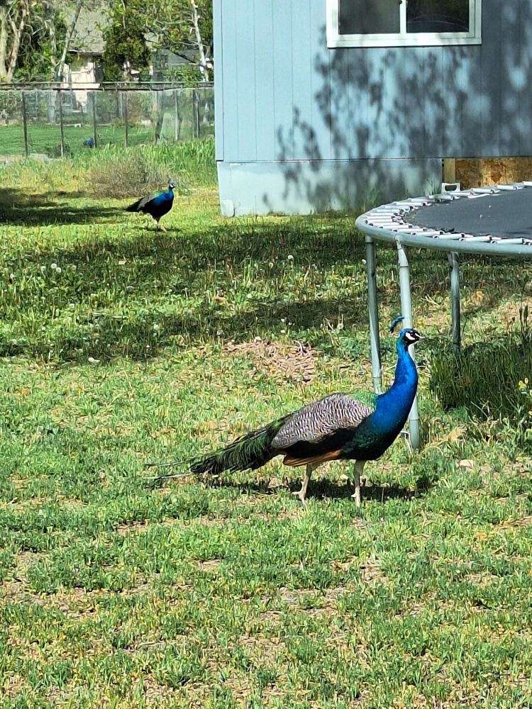 A peacock in someone's front yard. Another is in the background, waiting.