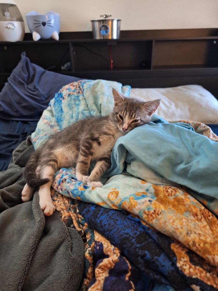 A chubby gray tabby kitten reclines on a bed. The comforter is shades of blue and gold. It is piled up into a small hill, which the kitten has ascended so his cheek rests on high while his body is nestled at an incline. He is looking sleepily at the camera.