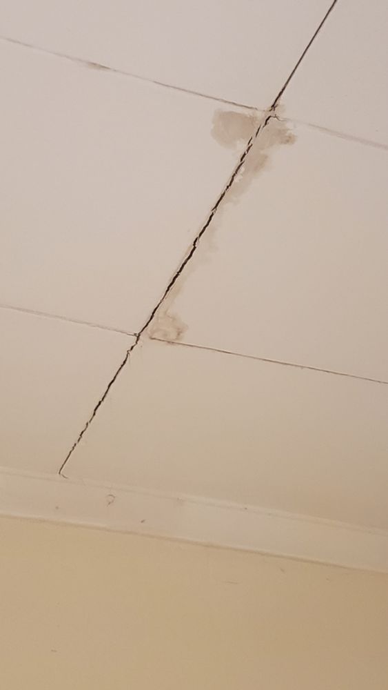 Picture of the latest leak spot in my Wellington rental. 