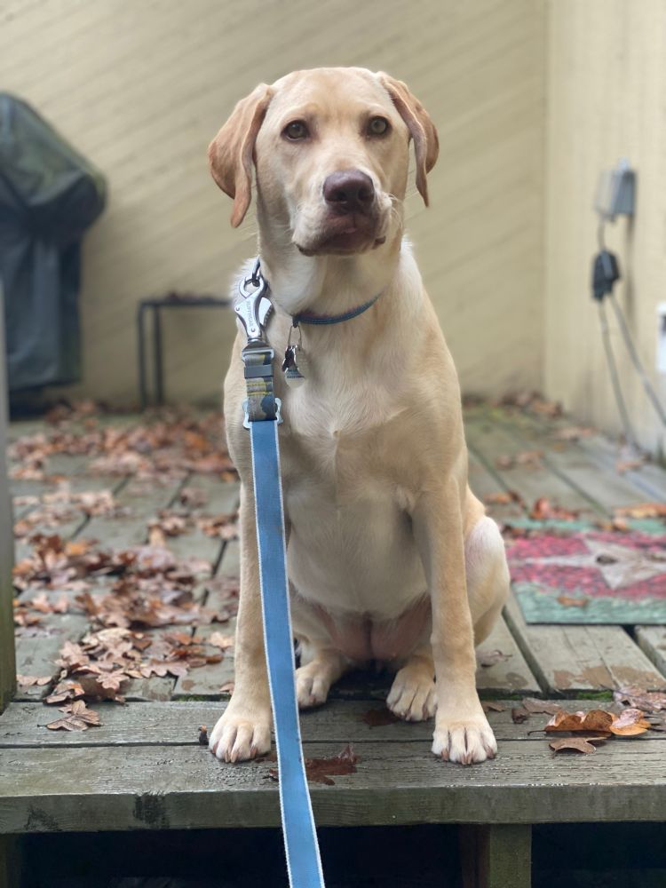 Yellow lab sitting on a deck with fallen leaves.