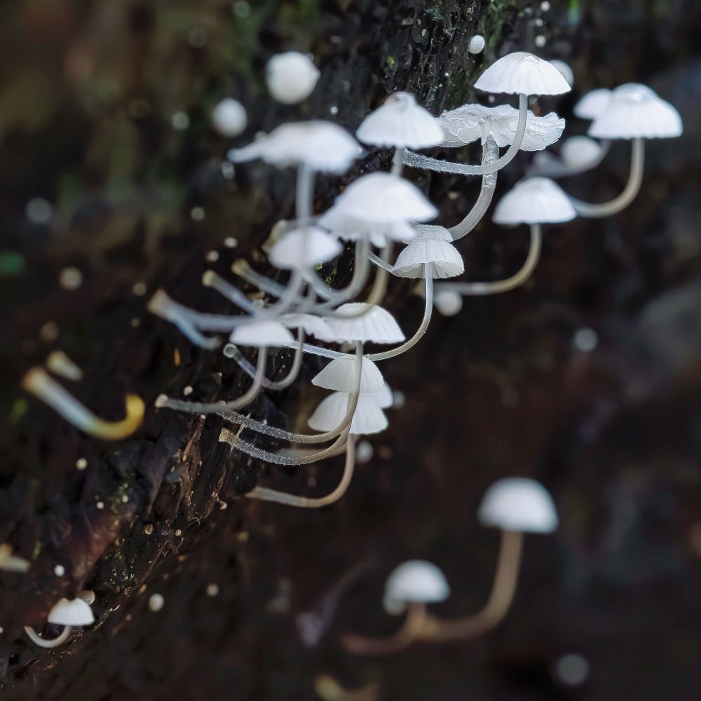 Tiny mushrooms photographed reaching for the light attached to a fallen tree trunk