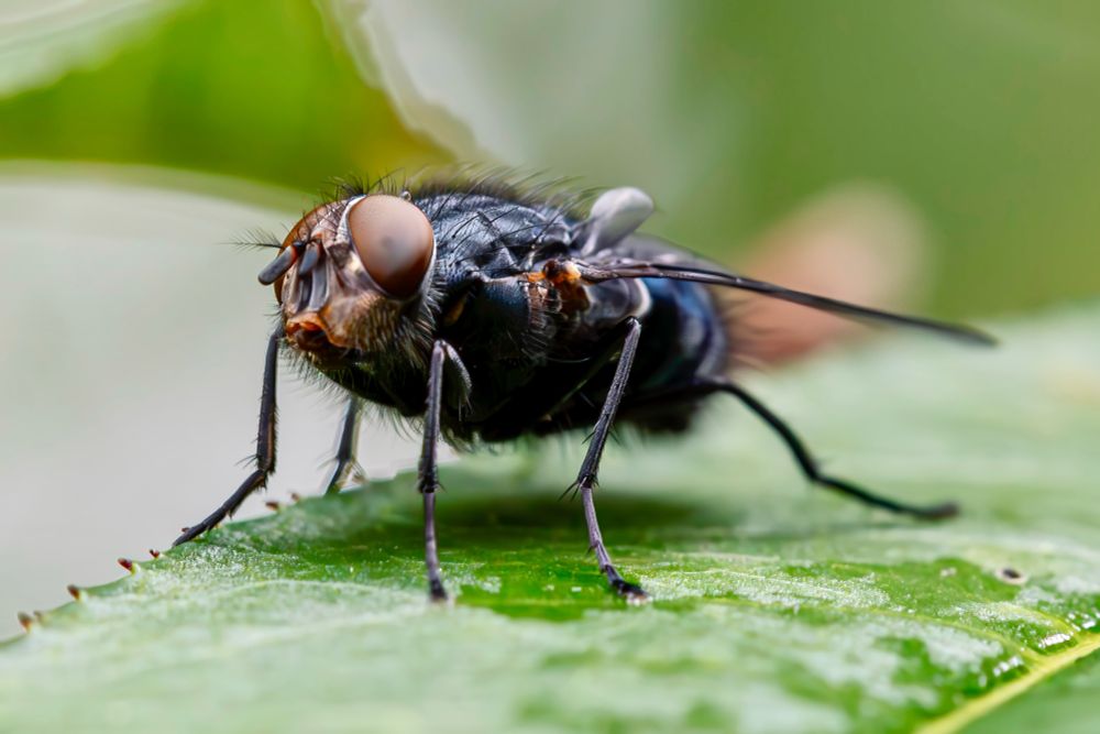 Close up photo of a fly after the rain 
